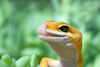 leopard gecko - photo/picture definition - leopard gecko word and phrase image