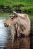 moose - photo/picture definition - moose word and phrase image