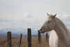 albino horse - photo/picture definition - albino horse word and phrase image