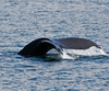 humpback whale - photo/picture definition - humpback whale word and phrase image