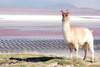 llama - photo/picture definition - llama word and phrase image
