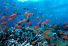coral fish - photo/picture definition - coral fish word and phrase image