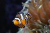 clown fish - photo/picture definition - clown fish word and phrase image