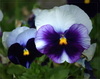 pansy - photo/picture definition - pansy word and phrase image