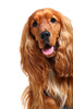 cocker spaniel - photo/picture definition - cocker spaniel word and phrase image