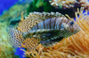 Lion fish - photo/picture definition - Lion fish word and phrase image