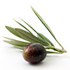 olive - photo/picture definition - olive word and phrase image