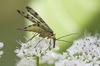 scorpion fly - photo/picture definition - scorpion fly word and phrase image