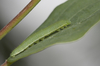 brimstone caterpillar - photo/picture definition - brimstone caterpillar word and phrase image