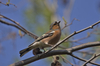 chaffinch - photo/picture definition - chaffinch word and phrase image