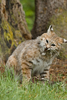 bobcat - photo/picture definition - bobcat word and phrase image