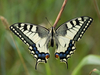 Papilio machaon - photo/picture definition - Papilio machaon word and phrase image