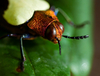 Chrysochroa Beetle - photo/picture definition - Chrysochroa Beetle word and phrase image