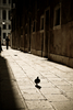 Venetian dove - photo/picture definition - Venetian dove word and phrase image