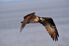 osprey - photo/picture definition - osprey word and phrase image