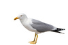 seagull - photo/picture definition - seagull word and phrase image