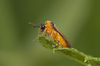 turnip sawfly - photo/picture definition - turnip sawfly word and phrase image