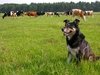 herder - photo/picture definition - herder word and phrase image