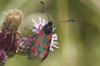 burnet moth - photo/picture definition - burnet moth word and phrase image