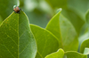 Japanese Beetle - photo/picture definition - Japanese Beetle word and phrase image