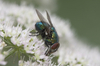 greenbottle fly - photo/picture definition - greenbottle fly word and phrase image