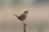 wren - photo/picture definition - wren word and phrase image