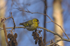 siskin - photo/picture definition - siskin word and phrase image