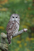 barred owl - photo/picture definition - barred owl word and phrase image