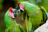 military macaws - photo/picture definition - military macaws word and phrase image