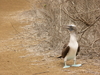 blue-footed booby - photo/picture definition - blue-footed booby word and phrase image