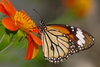 Common Tiger butterfly - photo/picture definition - Common Tiger butterfly word and phrase image