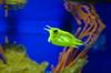 Cowfish - photo/picture definition - Cowfish word and phrase image
