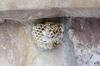 wasp nest - photo/picture definition - wasp nest word and phrase image