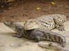 crocodiles - photo/picture definition - crocodiles word and phrase image
