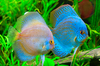 Discus fish - photo/picture definition - Discus fish word and phrase image