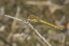 common darter - photo/picture definition - common darter word and phrase image