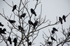black crows - photo/picture definition - black crows word and phrase image