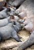 piglets feeding - photo/picture definition - piglets feeding word and phrase image