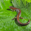 Salamander - photo/picture definition - Salamander word and phrase image