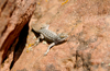 Arizona Earless Lizard - photo/picture definition - Arizona Earless Lizard word and phrase image