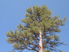 pine tree - photo/picture definition - pine tree word and phrase image