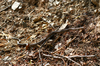 Garter Snake - photo/picture definition - Garter Snake word and phrase image