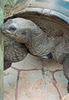 Aldabra Tortoise - photo/picture definition - Aldabra Tortoise word and phrase image