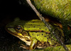 frog - photo/picture definition - frog word and phrase image