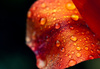raindrops - photo/picture definition - raindrops word and phrase image