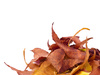 dried leaves - photo/picture definition - dried leaves word and phrase image