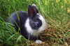 bunny - photo/picture definition - bunny word and phrase image