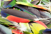 parrot feathers - photo/picture definition - parrot feathers word and phrase image