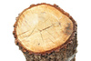 wooden stump - photo/picture definition - wooden stump word and phrase image