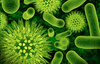bacteria - photo/picture definition - bacteria word and phrase image